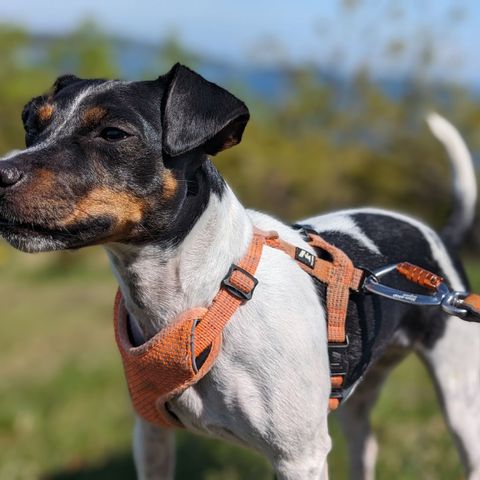 Dansk svensk gårdshund tispe 3 år gammel