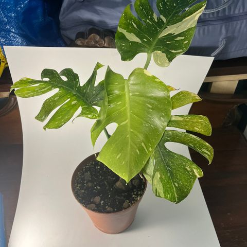 Monstera thai constellation plante (reservert)