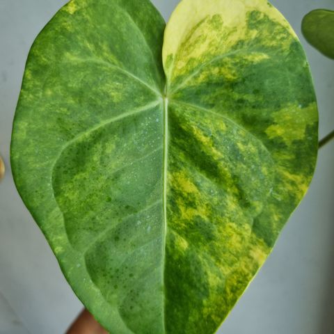 Anthurium Clarinevium Variegata