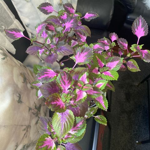 Coleus China Rose selges