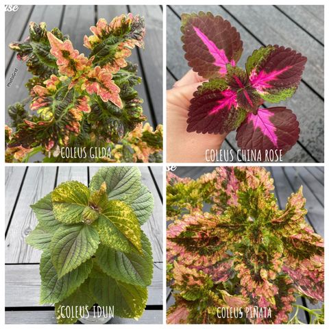 Diverse Coleus