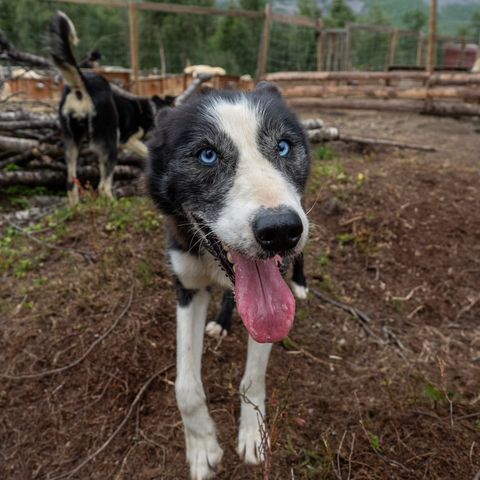 Omplasseres Alaskan Husky “Quick”