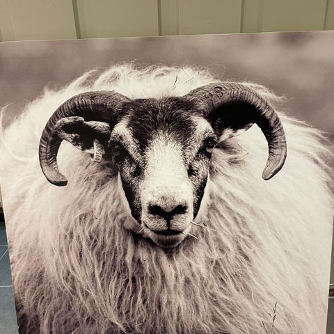 Bilde fra kremmerhuset i størrelse 100x100cm selges 🐏