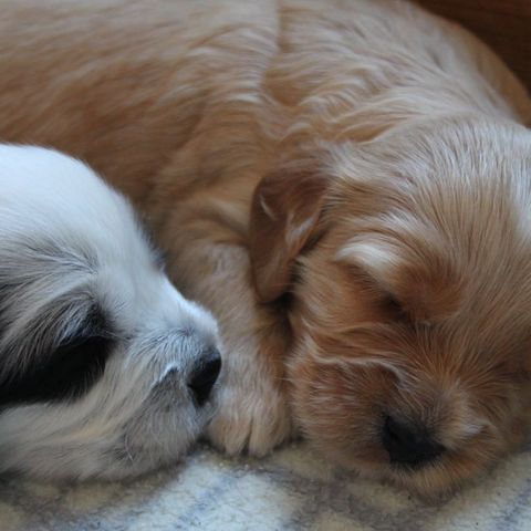 Australsk Labradoodle mini