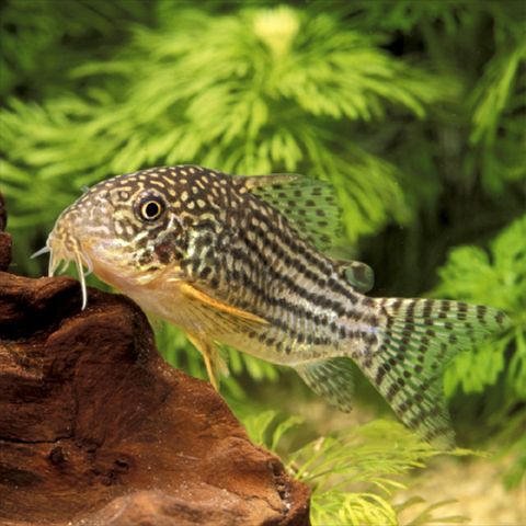 Corydoras Sterbai