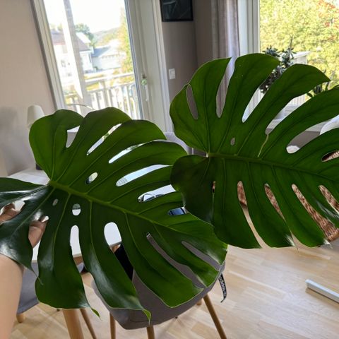 Stor monstera stikling Big form - blad 40cm