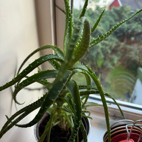 Aloe vera planter