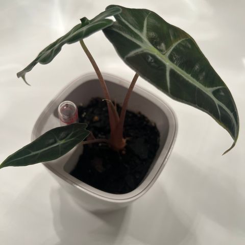 Alocasia Amazonica Babyplante