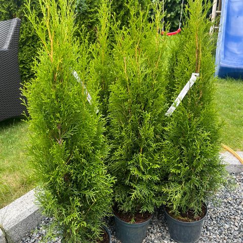 6 stk Thuja Smaragd selges billig