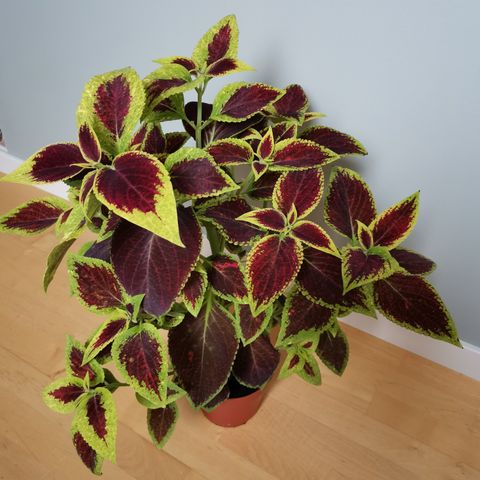 Coleus