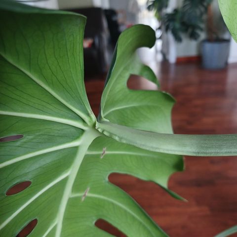 Monstera