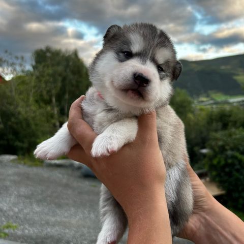 Malamute og Siberian Husky valper