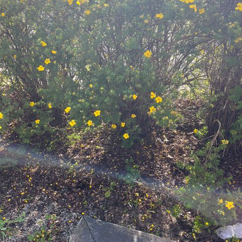 Dasiphora (potentilla) hekk - gis bort