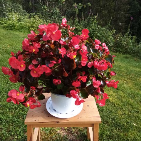 Isbegonia