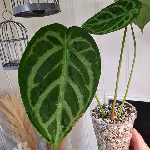 Anthurium Magnificum Verde X Silver blush