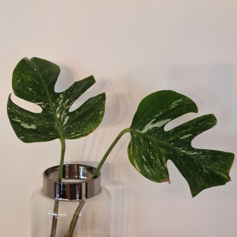 Monstera Albo variegata