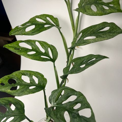 Monstera adansonii eu mint sidestiklinger