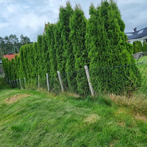 Flettverk gjerde ca. 20 meter og 20 stolper