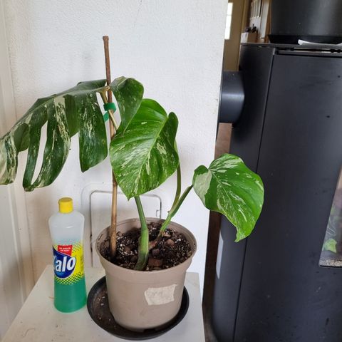 Monstera variegate