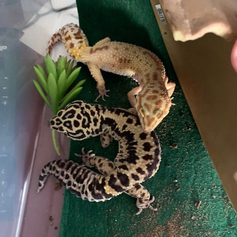 Leopardgekko