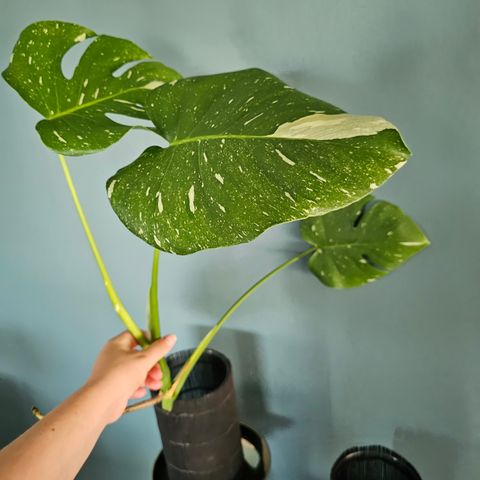 Monstera Thai Constellation