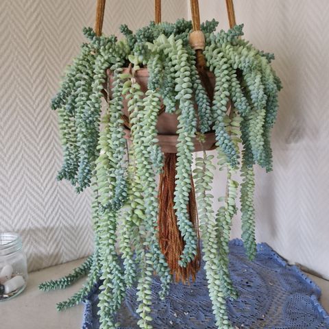 Burros tail/esel hale sukkulent "stiklinger"