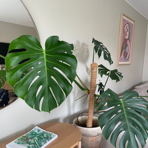 Stor monstera deliciosa (RESERVERT)