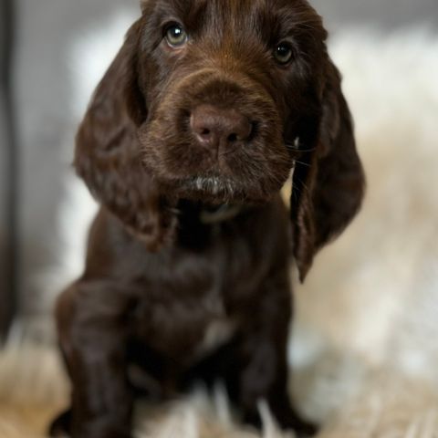 Field spaniel hannvalp