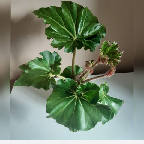 Selger hele plante begonia Manicata. Planter.