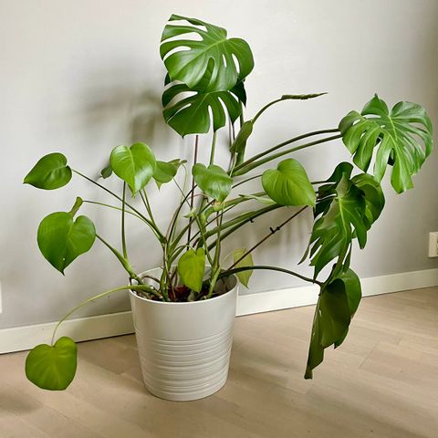 Monstera til salgs, inkl krukke