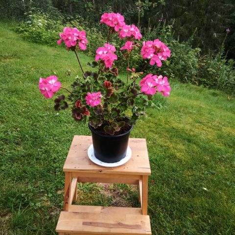 Pelargonium Night rose.