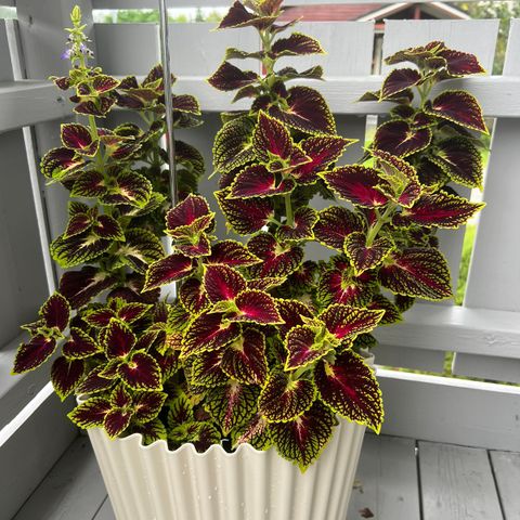 Coleus - Praktspragle ca 75cm høy