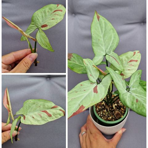 Stikling av Syngonium redspot tricolor plante