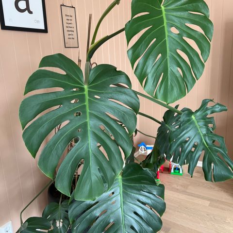 Monstera