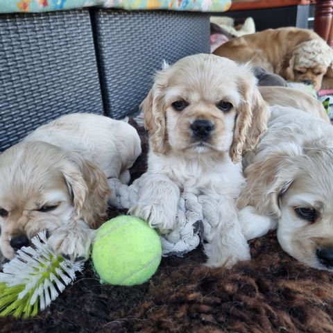 Amerikask Cocker Spaniel Valper