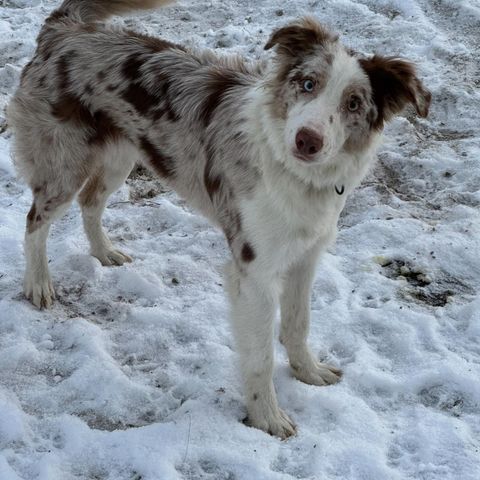 Startet gjeterhund til salgs