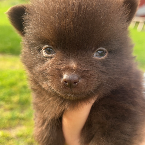 Sjokoladebrun pomeranian hanne