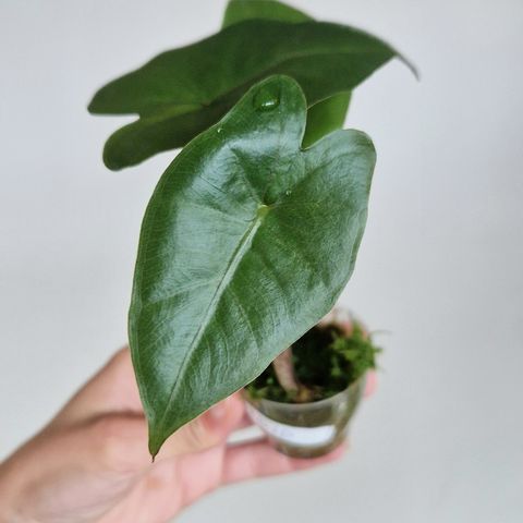 Alocasia ukjent ID