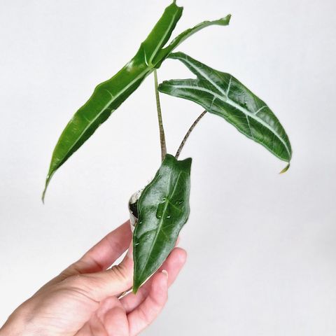 Alocasia Longiloba Narrow