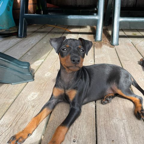 Manchester terrier valper