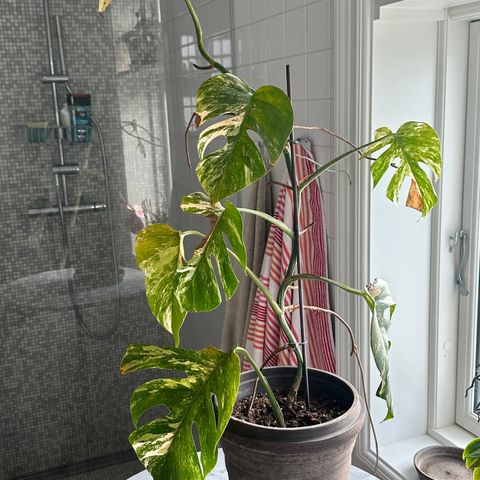 Monstera Variegata 1 meter høy