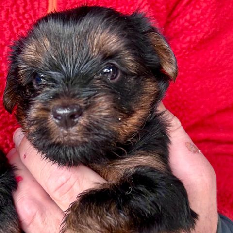 Yorkshire Terrier valper, en skjønn liten gutt igjen.