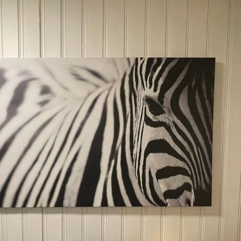 Bilde, vintage, zebra