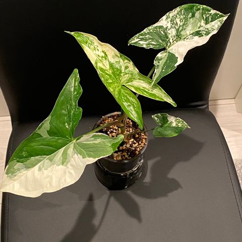 Syngonium Albo Variegata