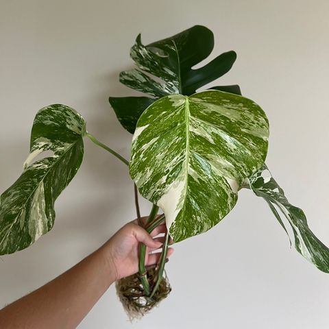 Hel monstera variegata plante