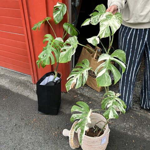 Monstera Variegata