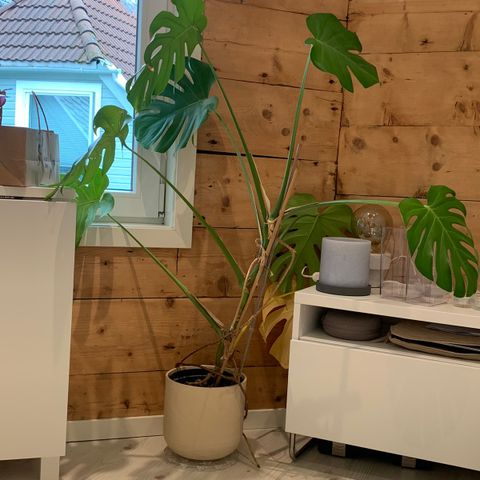 Selger monstera