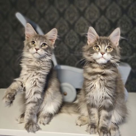 Maine Coon søstre