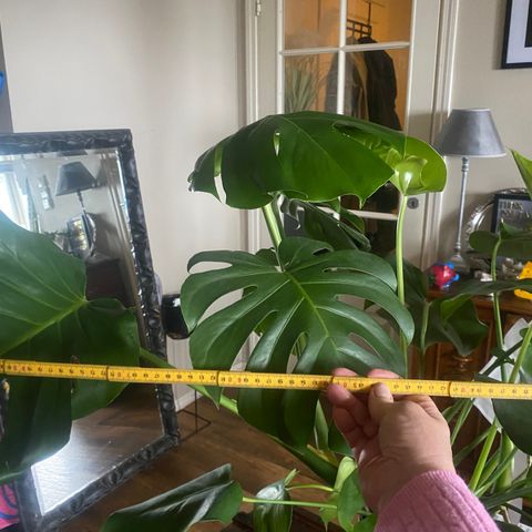 Svær, flott Monstera