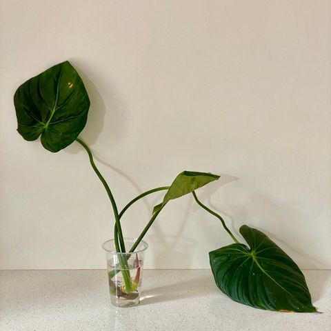 Philodendron dean mcdowell stikling